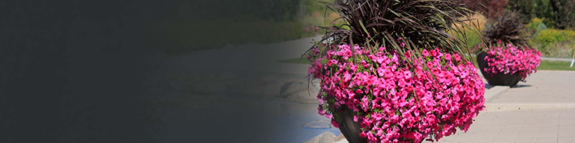 Commercial self-watering planter with pink flowers decorating a streetscape walkway in a public plaza.